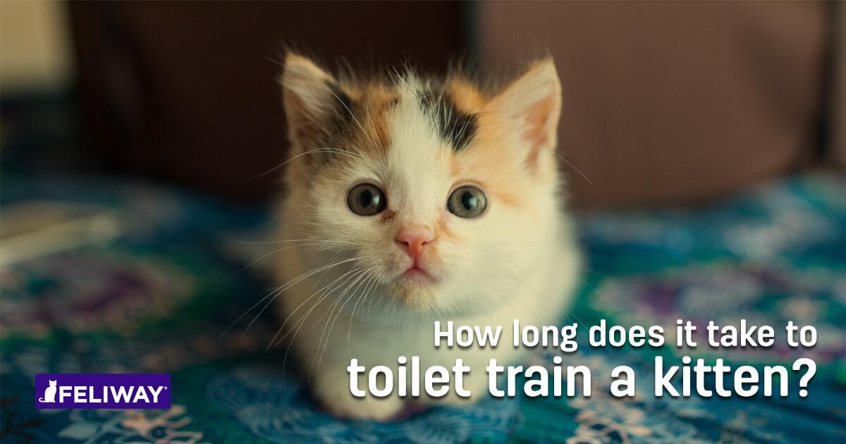 How long does it take outlet to toilet train a cat